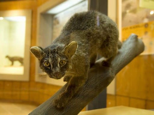 西表野生生物保護センター