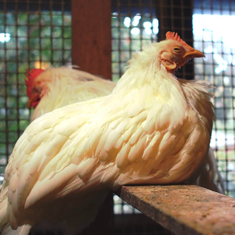 龍河洞珍鳥センター