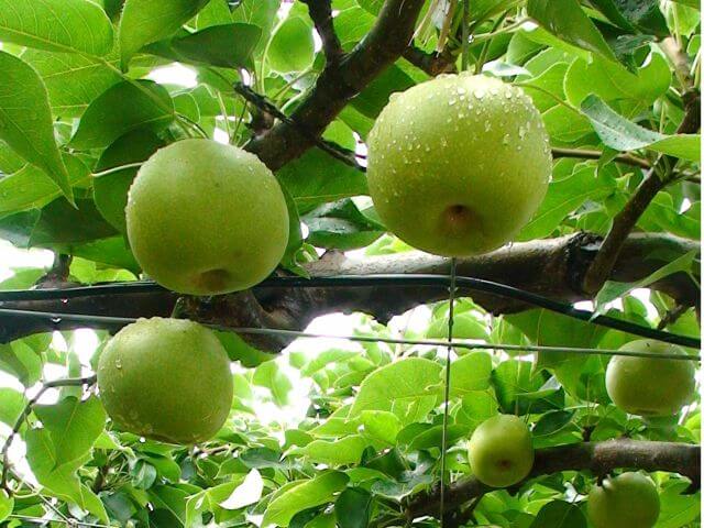 梨一筋百年さんこうえん