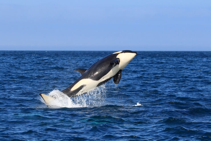 知床ネイチャークルーズ