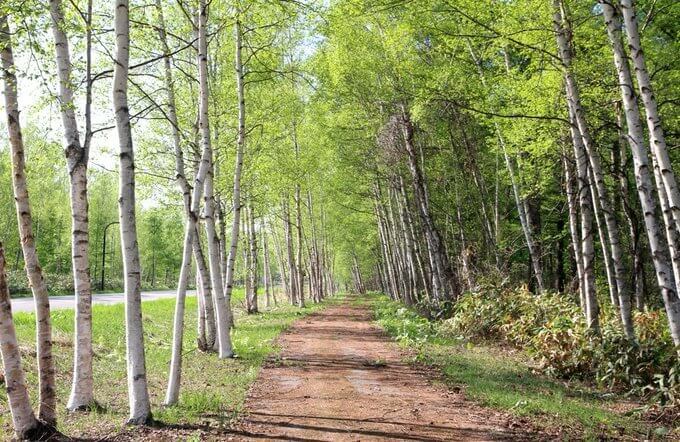 白樺街道・白樺遊歩道
