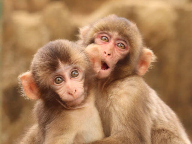 高尾山さる園・野草園