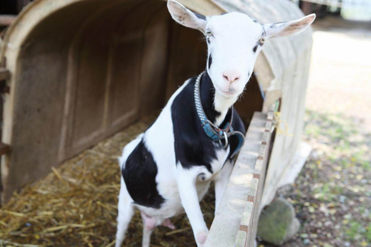 まつだ牧場ミルク工房