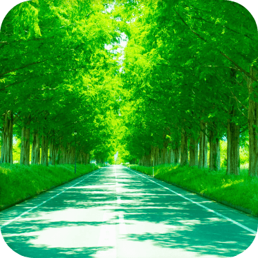 メタセコイア並木